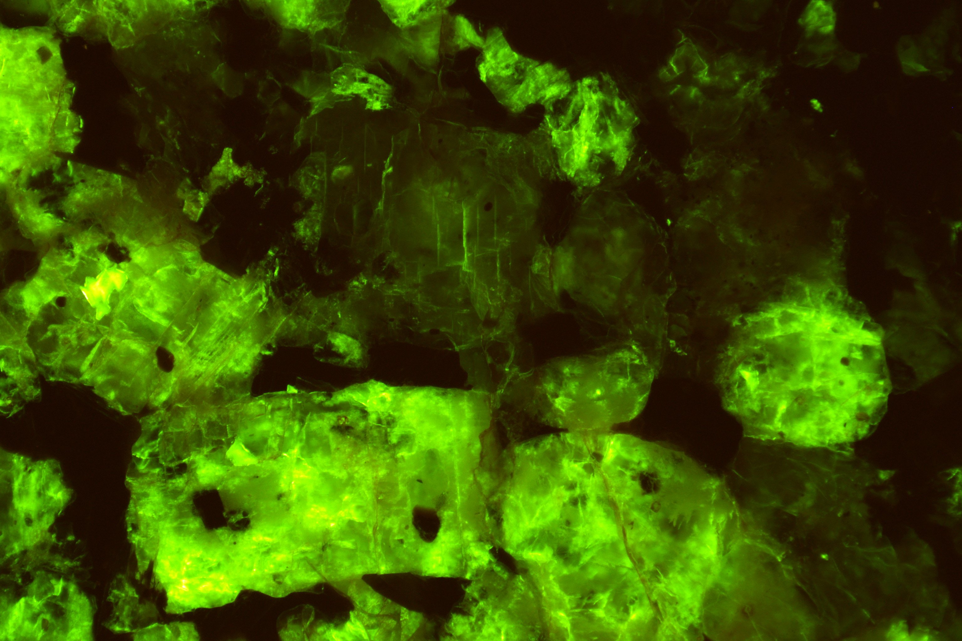 Fluorescence image made with Invenio 6EIII