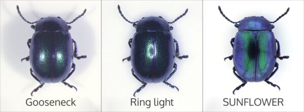 dung-beetle-illuminators-comparison