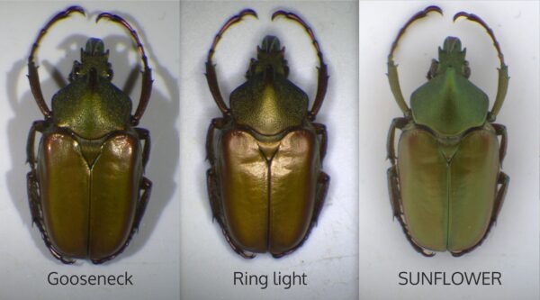 green-beetle-illuminators-comparison